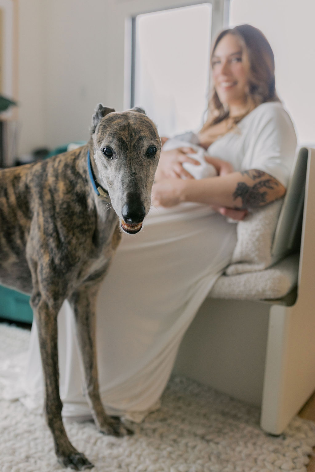 Brindle dog standing in sharp focus in the foreground looking toward the camera, while in the softly blurred background a mother sits in a chair holding her newborn wrapped in white, creating a layered family scene photographed by a bay area professional newborn photographer