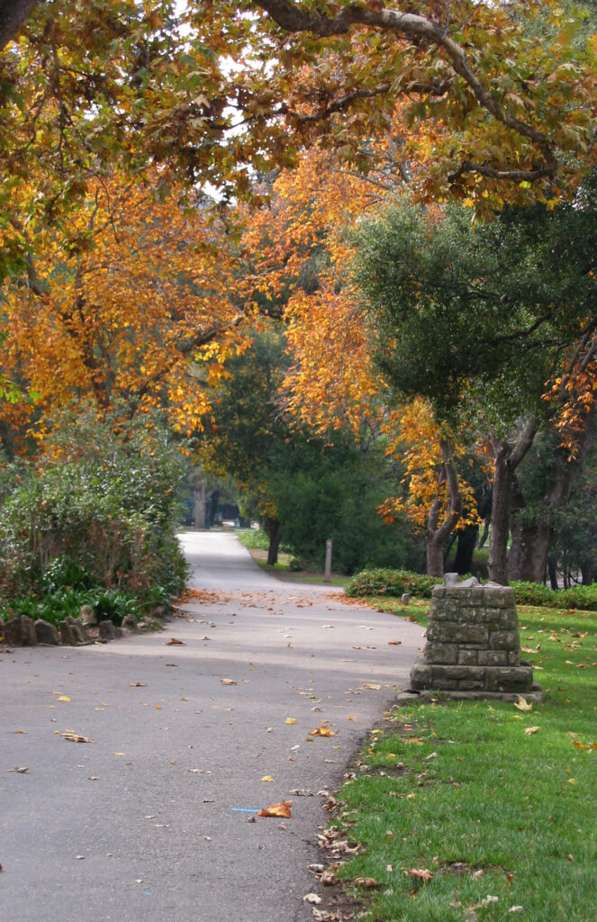 Tree-lined pathway at Alum Rock Park in San Jose